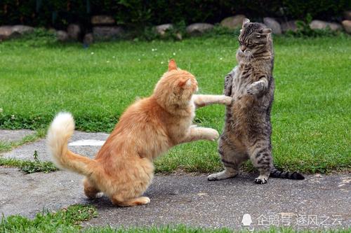 两只小猫咪,两只小猫咪要多久才能不打架,两只猫突然分开会怎样？