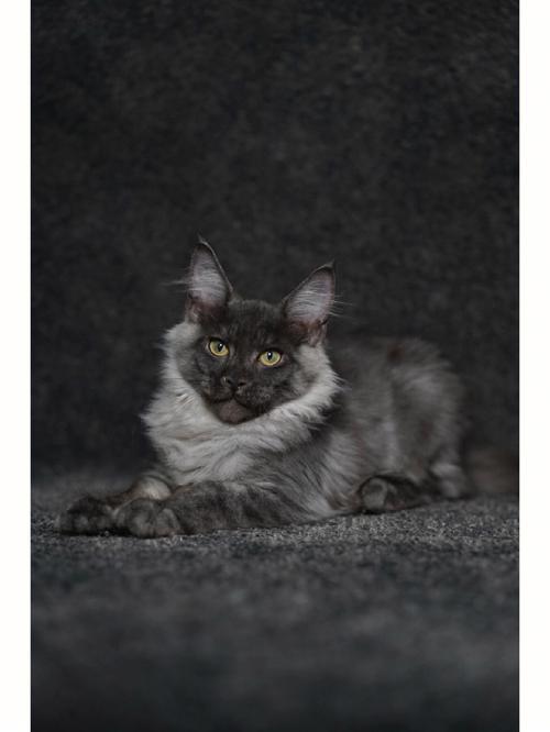 灰色的是什么猫,猫的眼睛是灰色的是什么猫,有点灰是什么猫？