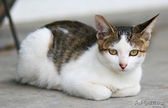 猫代表什么生肖,猫代表什么生肖动物,属虎为什么也叫属猫？