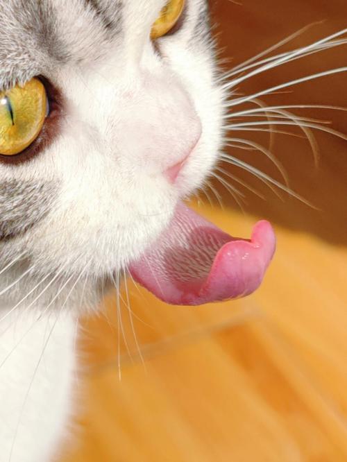 猫为什么吐舌头,猫为什么吐舌头一小截舌头,猫咪为什么会吐舌头？