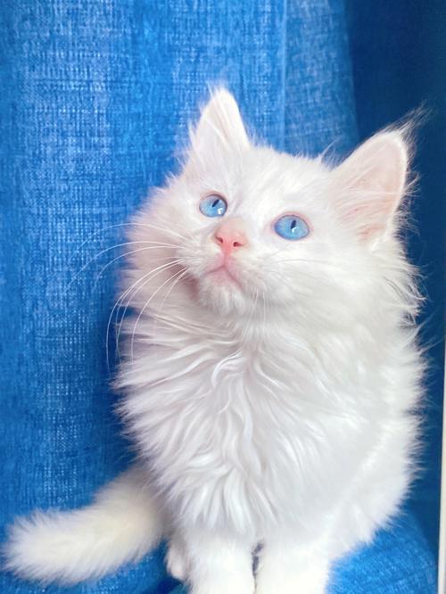 蓝眼睛猫咪,蓝眼睛猫咪是什么品种,蓝眼睛的猫是什么猫？