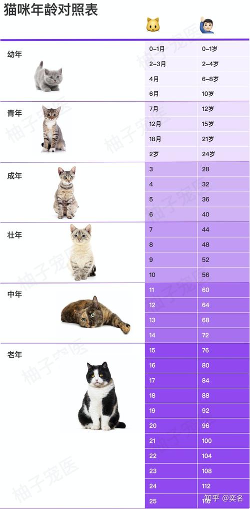 猫咪的年龄,猫咪的年龄是怎么算的?,猫咪的平均年龄是多少呢？