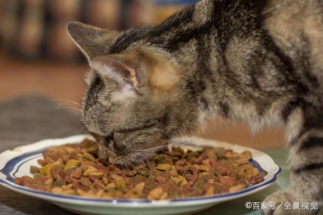 猫为什么吐了,猫为什么吐了猫粮,除了猫瘟还有哪些情况猫会呕吐？