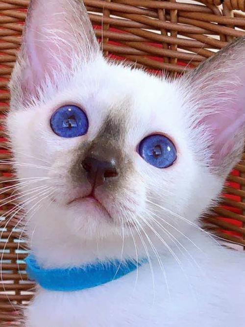 猫咪蓝色眼睛,猫咪蓝色眼睛都有病吗,为什么有的猫是蓝眼睛？