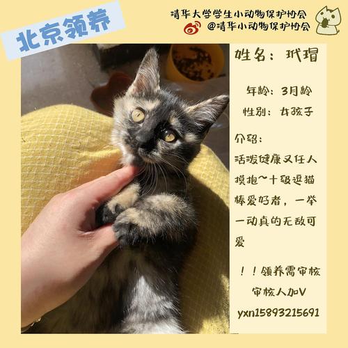 北京猫咪领养,哪里可以领养猫咪,要领养一名从北京儿童福利院有什么手续？