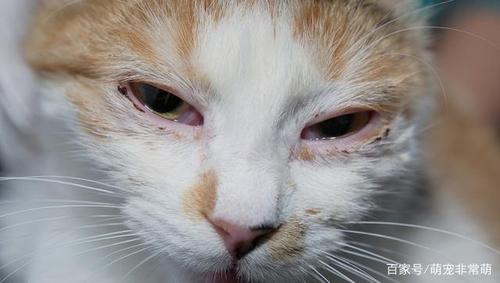 猫咪疱疹病毒,猫咪疱疹病毒的症状表现,猫咪传染病的基本知识有哪些？