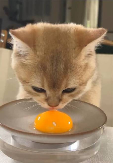 猫咪吃蛋黄吗,可以给猫咪吃蛋黄吗,猫可以吃蛋黄吗？