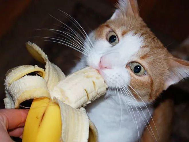 2个月猫吃什么,2个月猫吃什么有营养,2个月小猫可以吃香蕉吗？