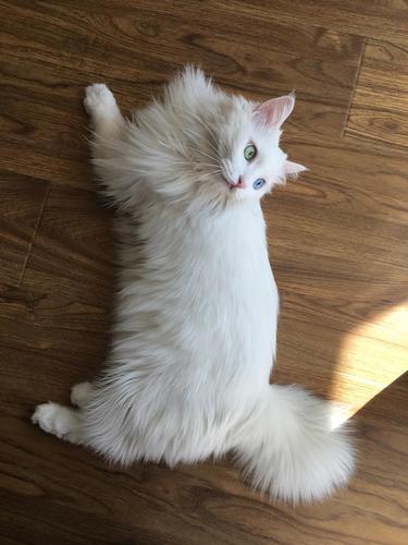 长毛猫是什么品种,白色长毛猫是什么品种,长毛野猫什么品种？