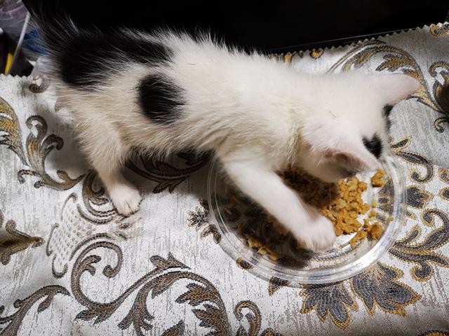 猫能吃什么食物,小奶猫能吃什么食物,猫吃什么食物？