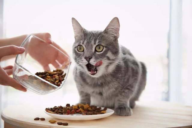 猫吃什么补血,猫吃什么补血快效果好,猫受伤补血怎么补，这要给猫咪吃什么？怎么办？