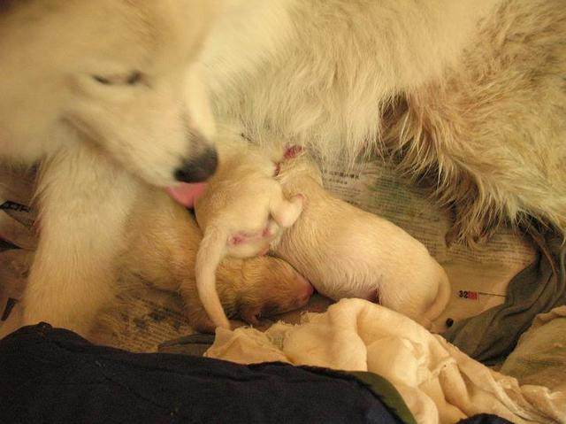 狗宝宝吃什么,狗宝宝吃什么好,刚出生两天的小奶狗怎么喂养？