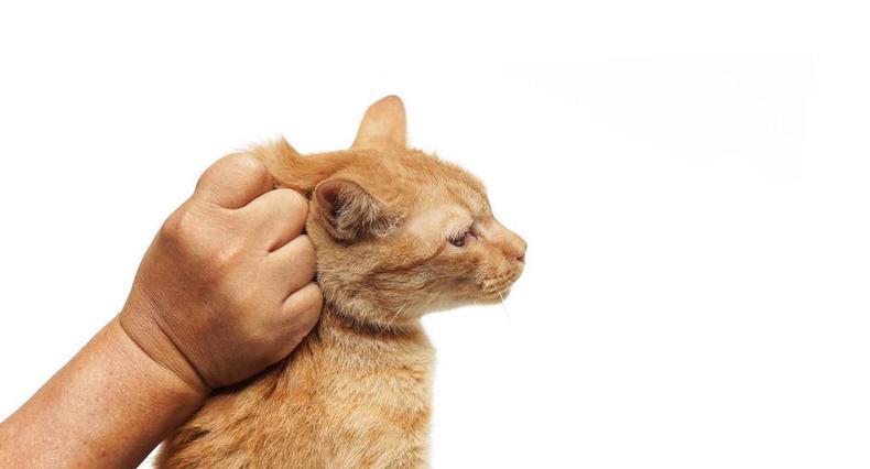 猫咪挠脖子,猫咪挠脖子是怎么回事,给猫捏颈部发出咕咕的声音？