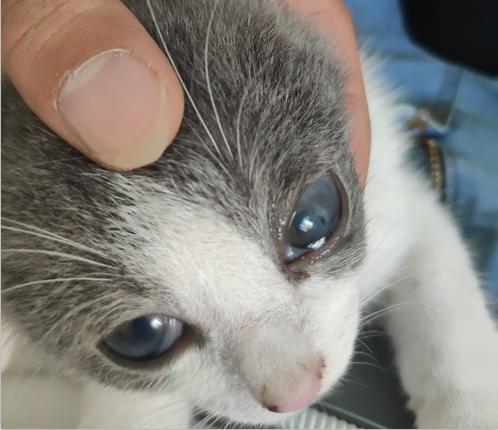 猫咪角膜炎,猫咪角膜炎的症状,猫咪露眼白是怎么回事？