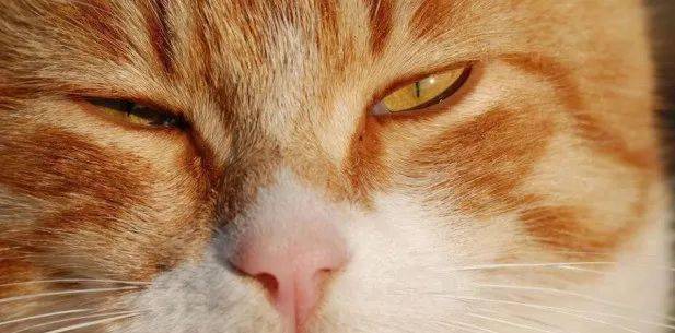 猫咪眨眼睛,猫咪眨眼睛代表什么,小猫一直眨一个眼睛是怎么回事？