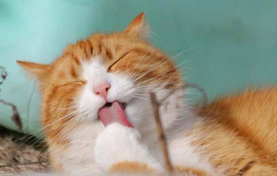 猫咪一直喘气,猫咪一直喘气呼吸急促,吐舌头,猫躺着一动不动只喘气怎么办？