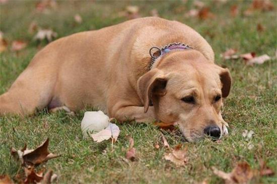 狗狗吐是什么原因,狗狗吐是什么原因造成的,狗狗吐食是怎么回事？