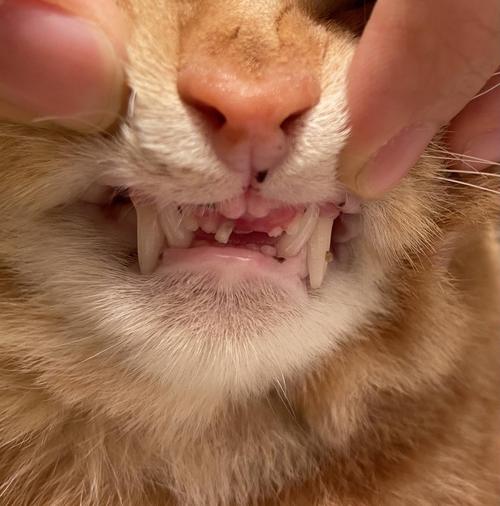 猫咪牙齿掉了,猫咪牙齿掉了还能长出来吗,猫咪牙齿掉了怎么办？