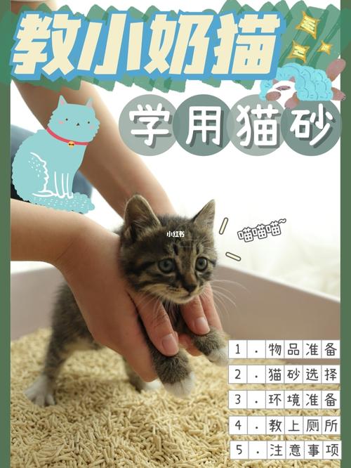 怎样训练猫咪,怎样训练猫咪用猫砂盆,怎么训练才能让一只猫，听话？