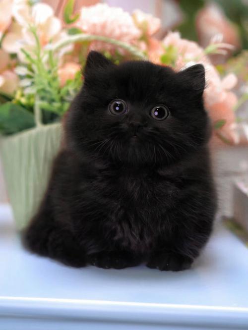 猫咪种类图片,猫咪种类图片大全,纯黑色的猫咪有哪些品种？