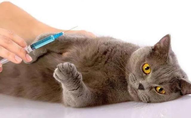猫咪打几针疫苗,猫咪打几针疫苗可以做绝育,小猫多久打一次疫苗？