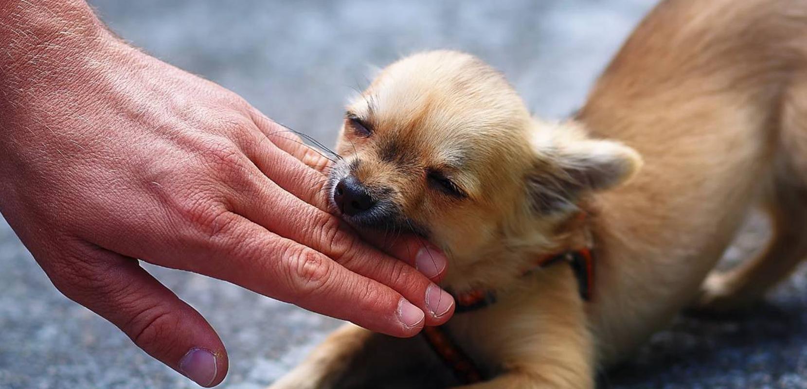 狗狗为什么会咬人,狗狗为什么会咬人手,为什么所有品种的狗都有咬人的事？