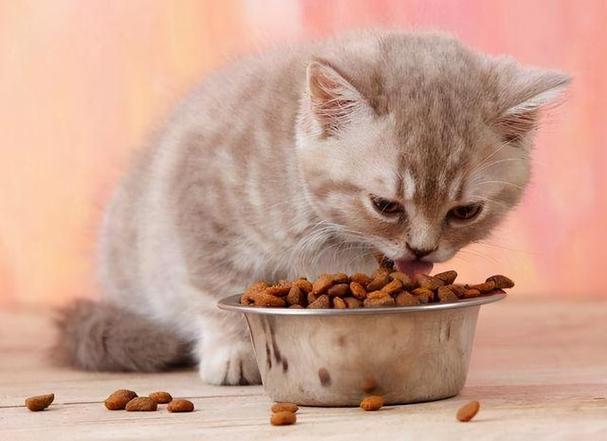 小猫崽吃什么,小猫崽吃什么食物,猫咪刚刚生产完吃些什么好？