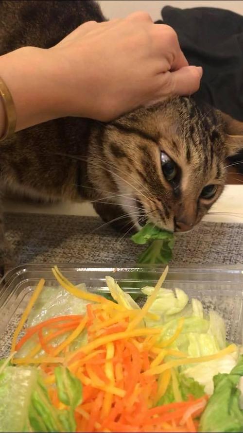 猫吃什么菜,猫吃什么菜比较好,猫咪能吃的蔬菜水果？
