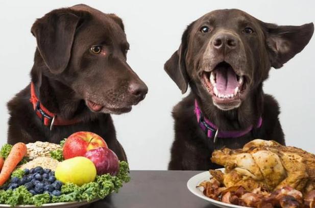 狗产后吃什么,狗产后吃什么补身体,狗狗產後需要吃些什麼？