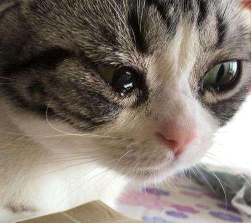 猫咪有眼泪,猫咪有眼泪是什么原因,宠物猫流眼泪是什么原因？