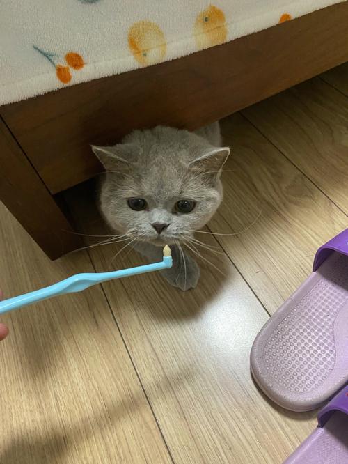 给猫咪刷牙,给猫咪刷牙的正确方法,怎么给猫咪刷牙漱口？