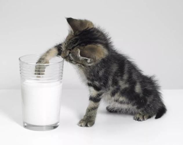 猫咪可以喝羊奶吗,刚出生的猫咪可以喝羊奶吗,猫喝羊奶好处？