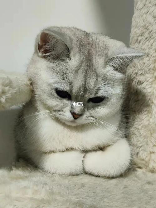 猫咪心情不好,猫咪心情不好的表现有哪些,猫怎么表现不高兴的？