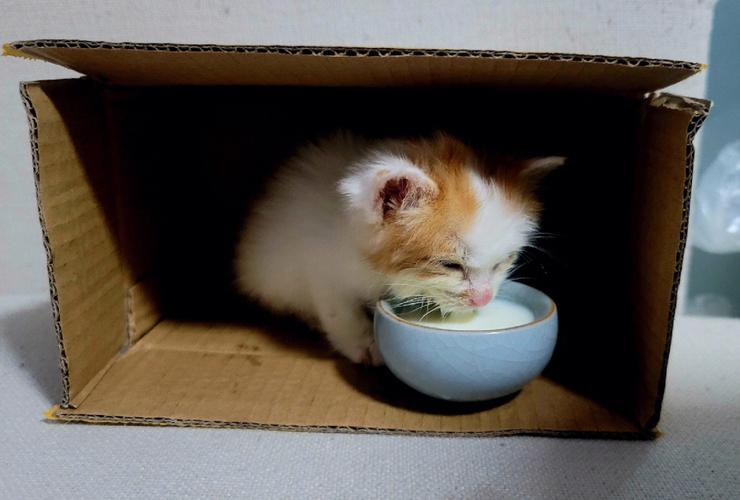 小猫咪不吃东西,小猫咪不吃东西没精神怎么办,捡了一只小猫，还不会吃东西，连牛奶也不吃，怎么办？