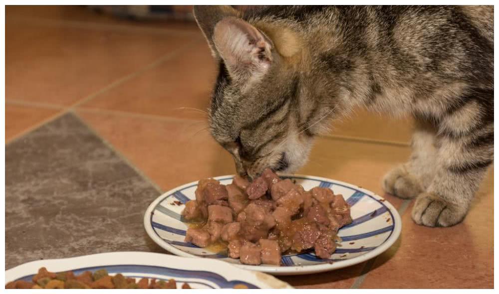 猫咪吃猪肝,猫咪吃猪肝有什么好处,猫吃猪肝不？