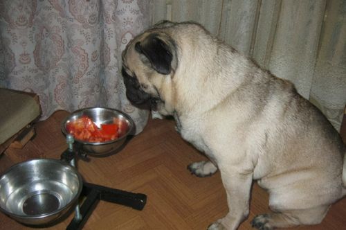 八哥犬吃什么,巴哥犬吃什么食物,巴哥犬吃狗粮的正确方法？