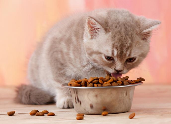 小猫咪吃啥,小猫咪吃啥东西比较好,野外小猫吃什么？