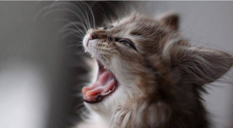 猫咪呼吸道感染,猫咪呼吸道感染的症状有哪些症状,猫张着嘴喘气是什么意思？