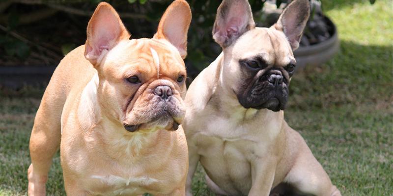 什么猎犬最好,打野猪什么猎犬最好,法国斗牛犬和巴哥犬哪个好养？