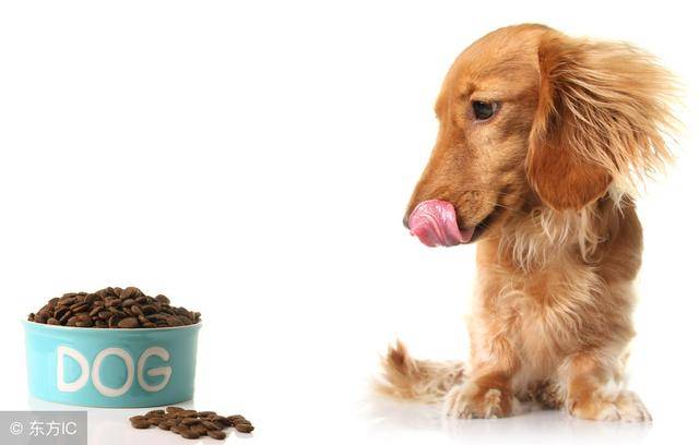狗狗吃什么补血,狗狗吃什么补血最快最好,狗狗贫血可以吃红枣吗？