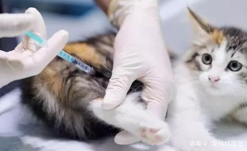 猫咪不打疫苗,猫咪不打疫苗会怎样,家养猫不打疫苗可以吗？