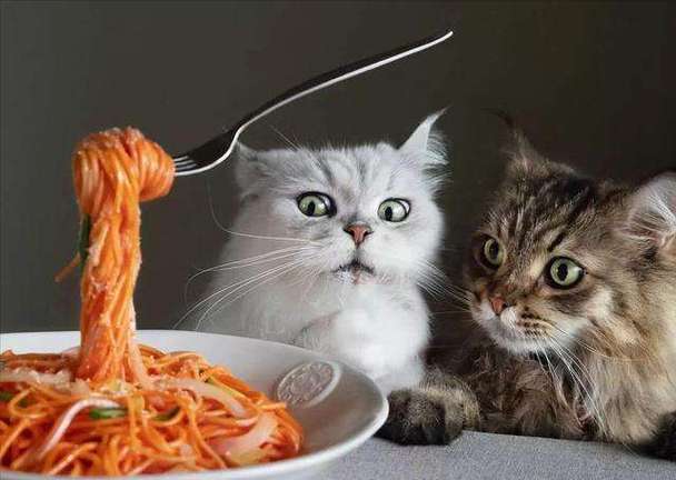 给猫咪做饭,给猫咪做饭需要加盐吗,家猫吃什么？