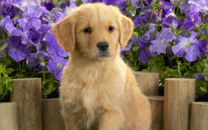 小狗是什么颜色的,小狗是什么颜色的英语,为什么大部分狗的毛色是黄色？