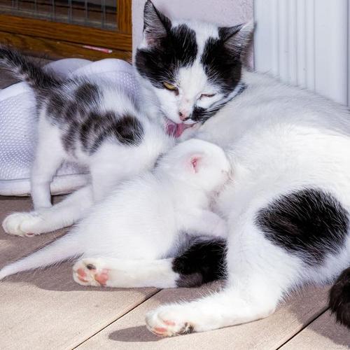 猫踩奶什么意思,公猫给母猫踩奶什么意思,猫为什么喜欢踩奶？