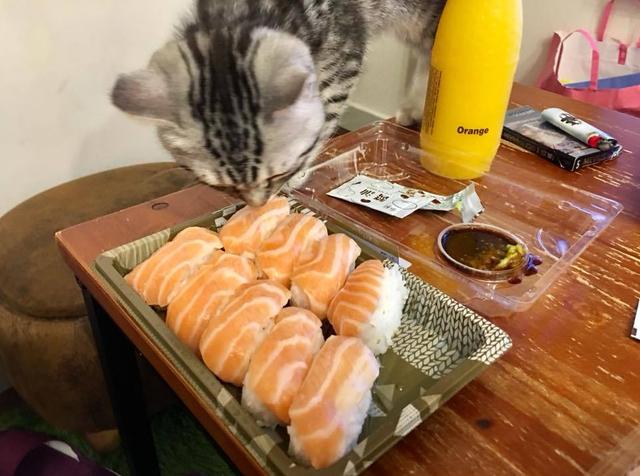 猫咪吃三文鱼,猫咪吃三文鱼是吃生的还是熟的,猫吃三文鱼是生吃好还是煮熟？