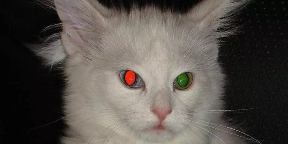 猫咪眼睛发光,猫咪眼睛发光的原因,猫的眼睛为什么会发光？