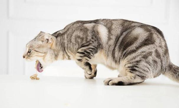 猫咪拉肚子呕吐,猫咪拉肚子呕吐是怎么回事,猫呕吐拉肚子怎么办要喝盐水吗？