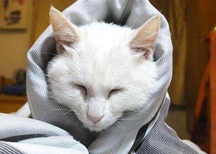 猫咪感冒症状,猫咪感冒症状表现,怎么判断猫有没有感冒？