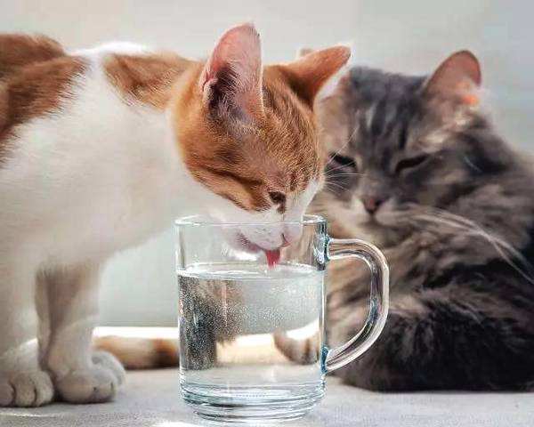猫咪喝水少,猫咪喝水少怎么办,猫咪喝水少怎么办？
