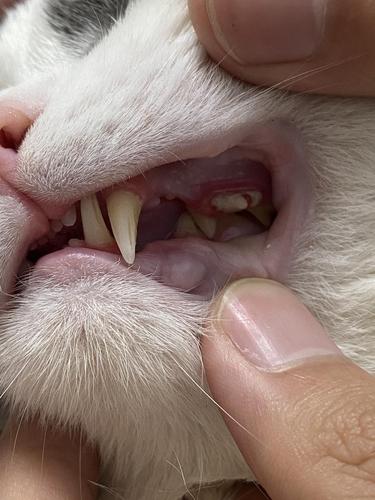 猫咪牙龈炎,猫咪牙龈炎怎么治疗,猫牙齿细菌多吗？